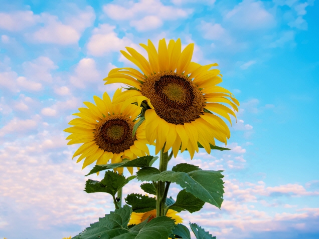 sunflower&#44; 해바라기 사진
