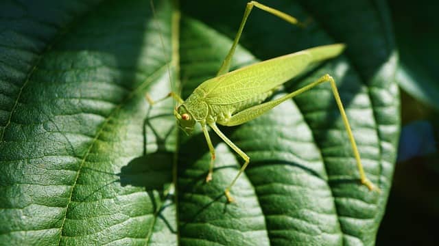 메뚜기, 귀뚜라미, 밀웜 &ndash; 어떤 곤충이 가장 영양가 높을까?