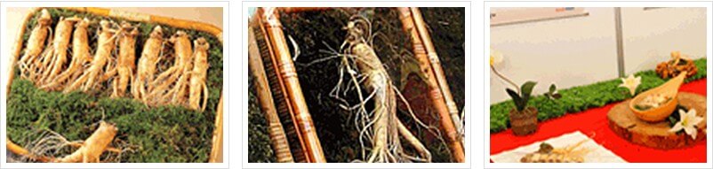 파주개성인삼사진