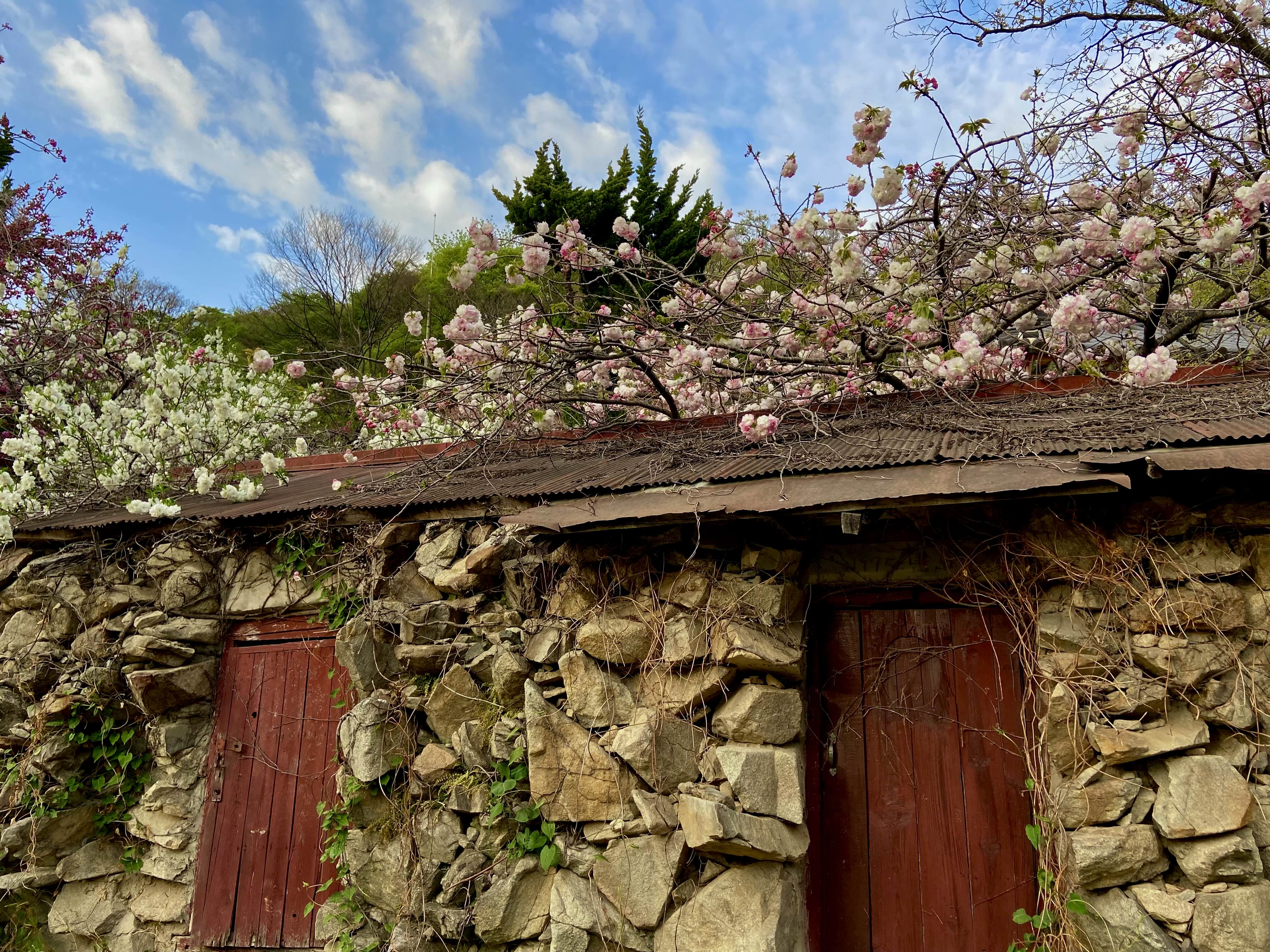 서산 겹벚꽃