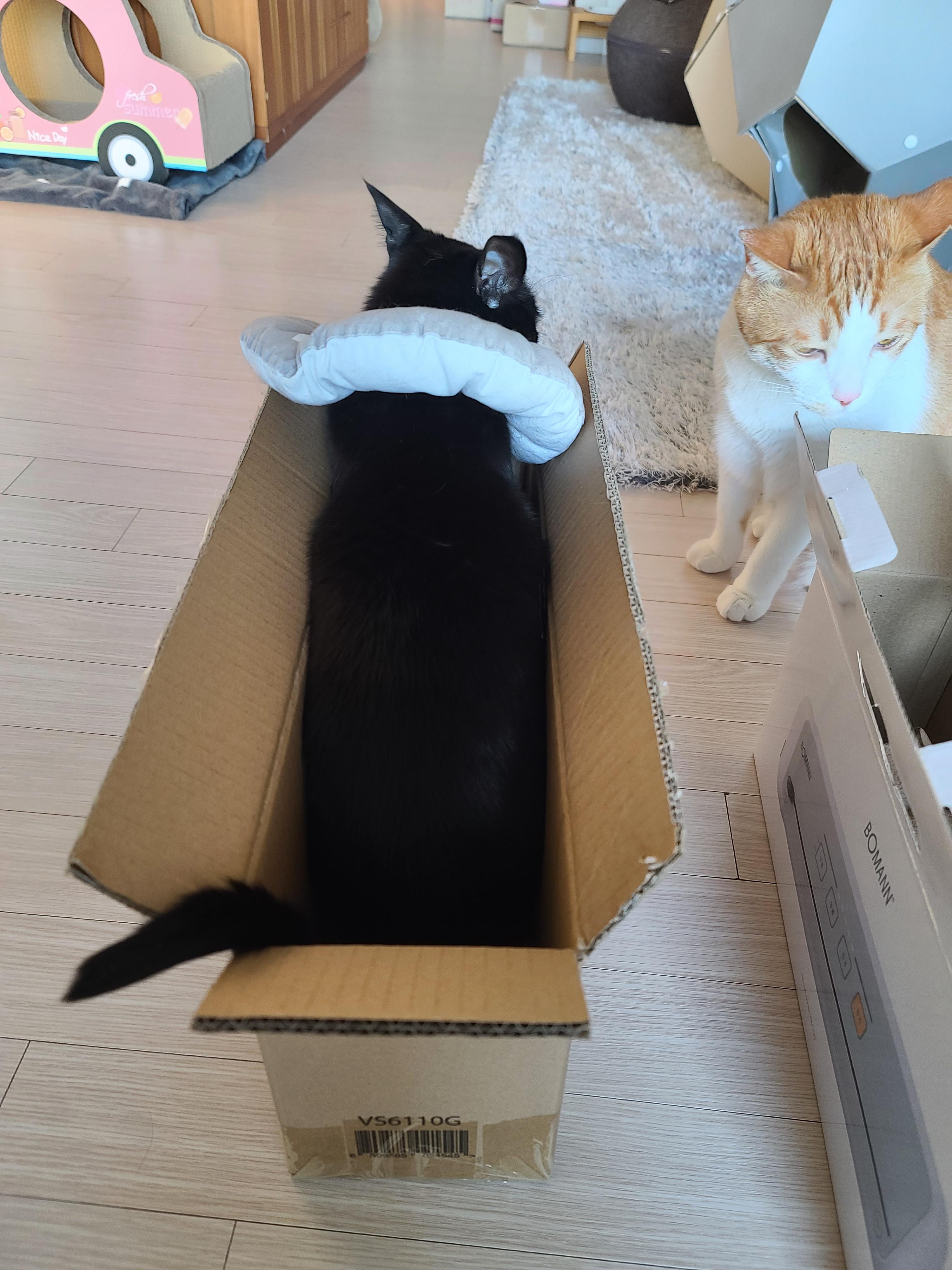 고양이들 사료를 소분할 가정용 진공포장기를 샀다.