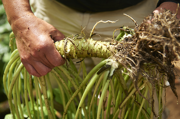 와사비 영양성분