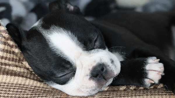 자고있는 강아지