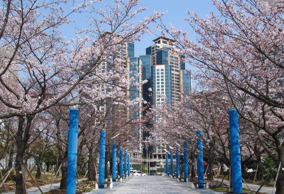 부산 벚꽃 명소(6)