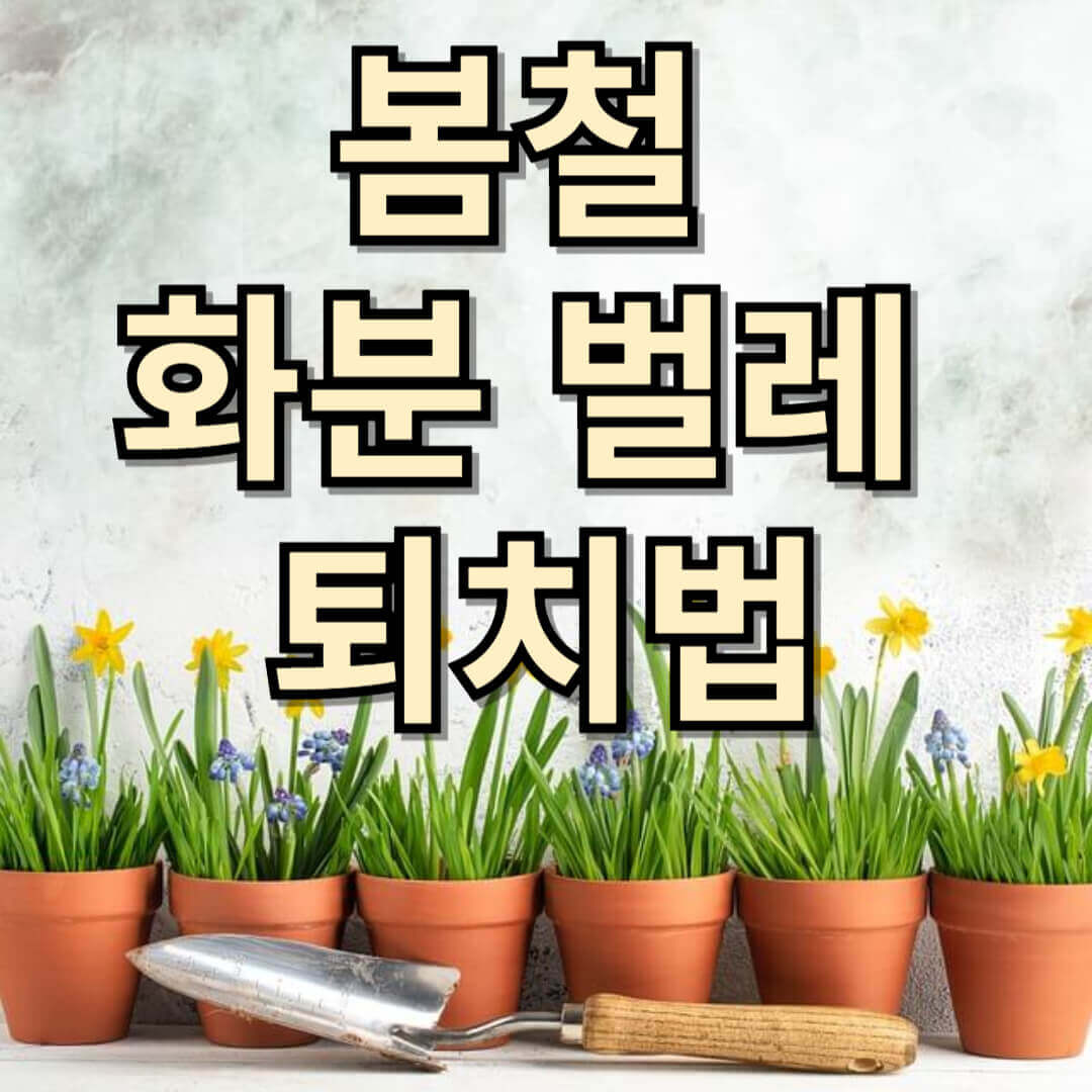 봄철-화분-벌레-퇴치법-날파리-하얀벌레-응애-깍지벌레-천연퇴치제-다육이-벌레제거