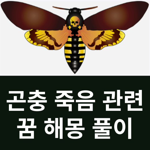 곤충 죽음 관련 꿈 해몽 풀이 썸네일