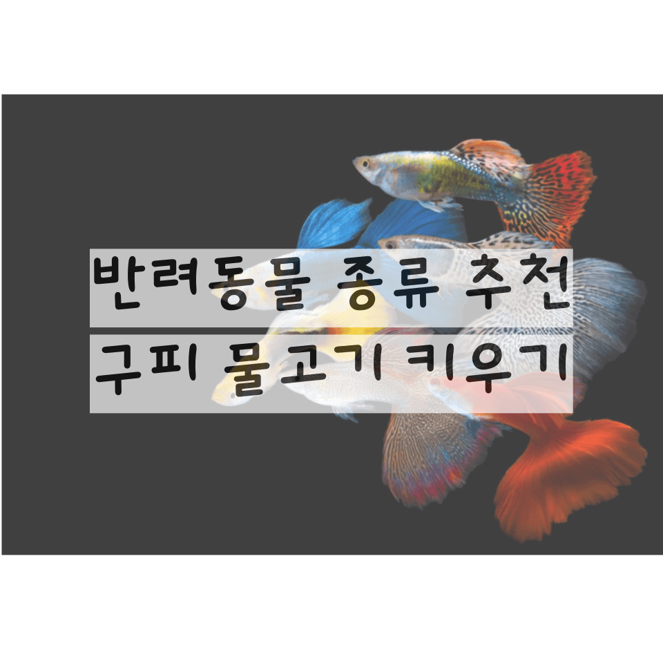 애완동물 종류 추천 구피 키우기