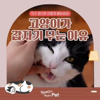 고양이 깨물고 핥아줄 때 관절 핥기 집사 눈물 핥는 의미_3