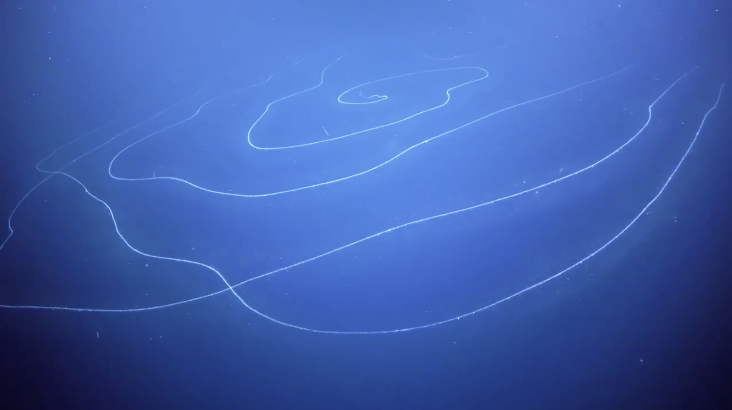 심해 사이포노포어