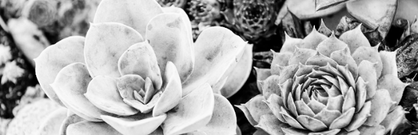 식물 햇빛 필수 지식 2가지