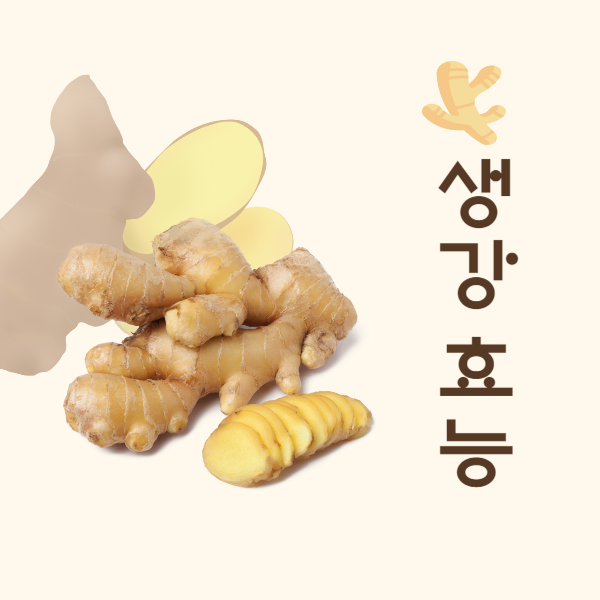 생강 효능 : 생강의 건강 효능과 생강 부작용 알아보고 드세요.