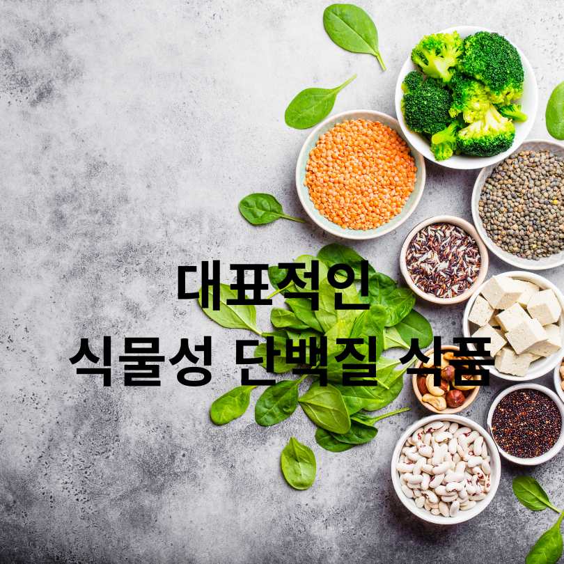 식물성 단백질 식품 총정리