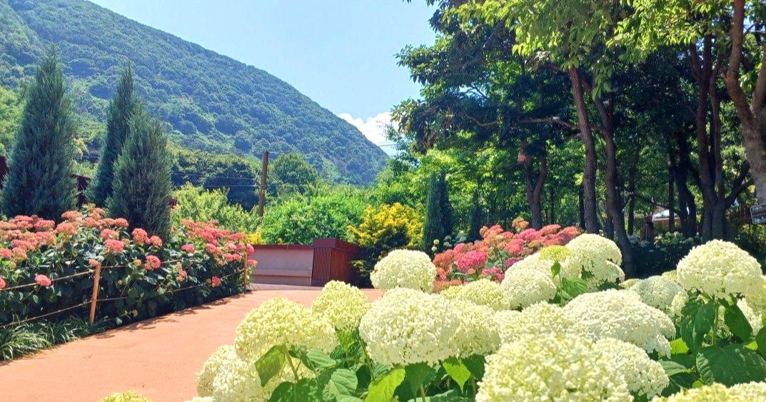 월아산 숲속의진주 수국
