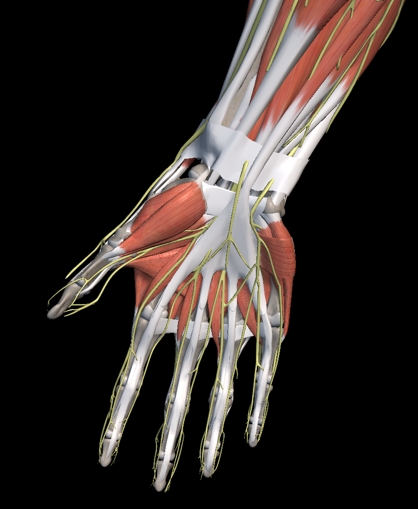 엄지 손가락 저림 증상 이유