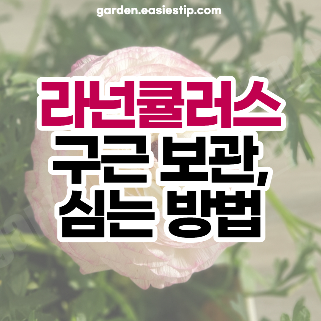 라넌큘러스 구근 보관 및 심는 방법