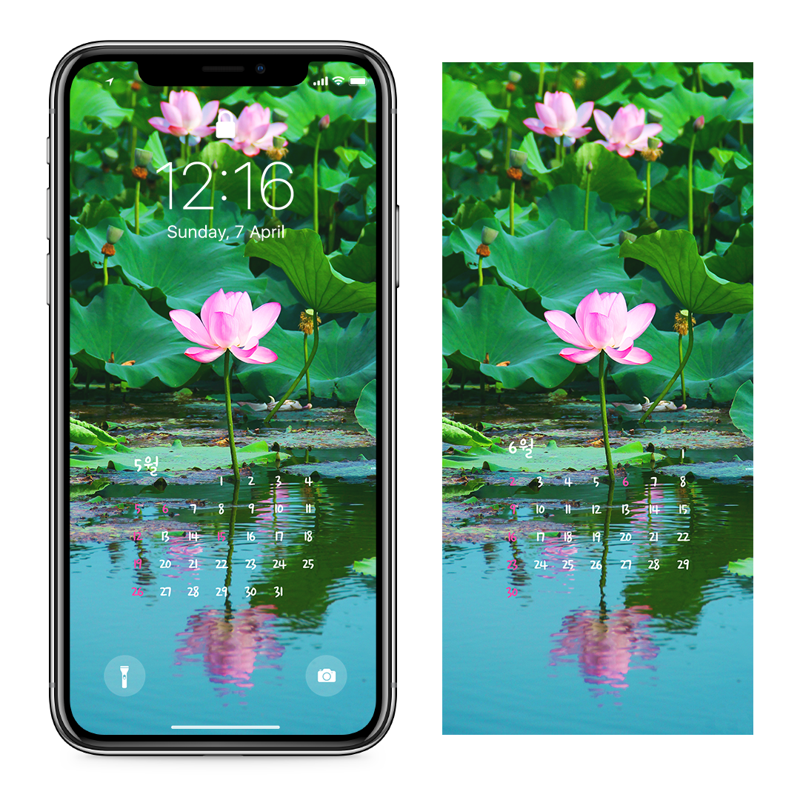 01 수면 위의 연꽃 AB - 2024년5월 아이폰달력배경화면