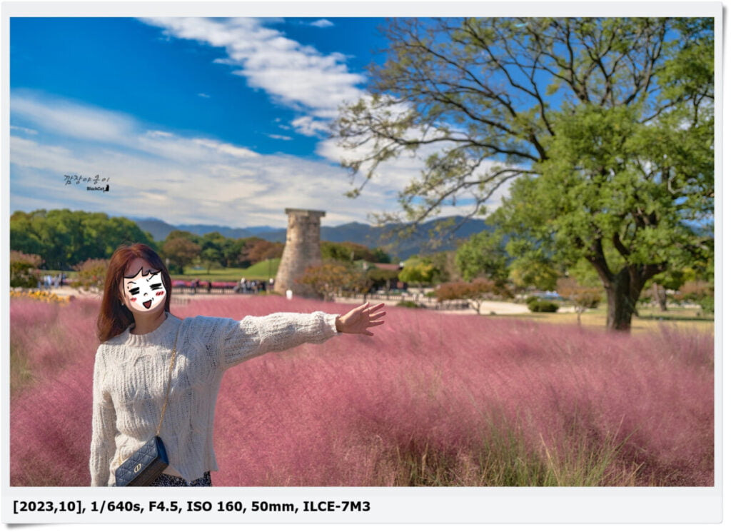 경주 첨성대를 배경으로 분홍빛 핑크뮬리가 펼쳐진 가을 꽃밭