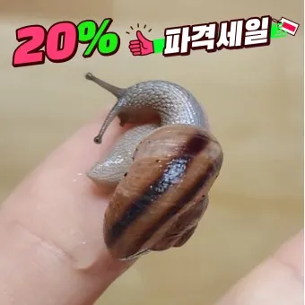 동양달팽이 가격 키우기 분양 수명 먹이 성격 종류_14