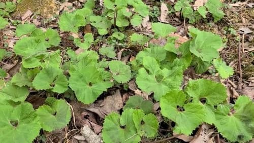 머위-머구-재배-종자번식-분주번식-포기나누기-종근심기-종근-모종-심는시기-수확시기-거름주기-밑거름