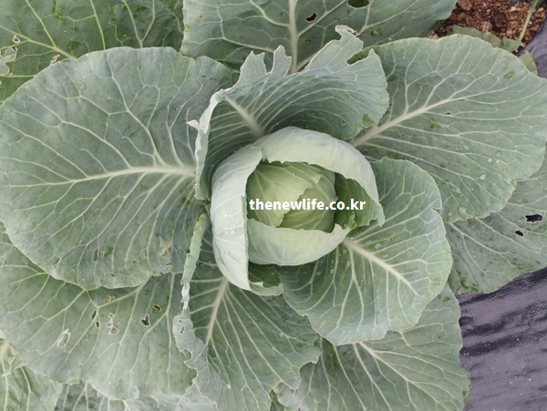 위암과 대장암, 유방암 등 각종 암 예방에 도움을 주는 항암 성분이 겹겹이 꽉 차 있는 양배추 실사진