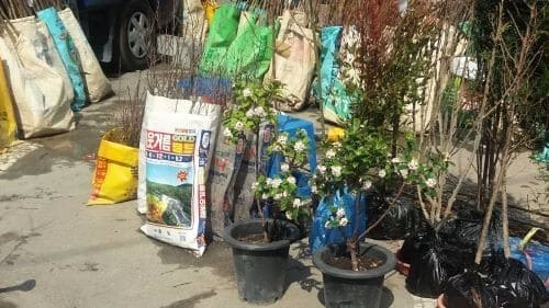 밤나무-묘목-심기-심는방법-심는시기