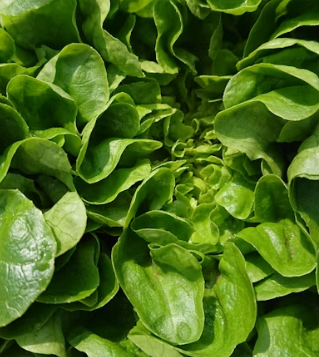 시금치 효능 부작용 고르는법 칼로리