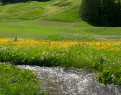 비단풀 효능과 부작용 총정리 : 전통 약초의 놀라운 기능