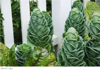 콜라드 재배 상자 텃밭 배양토 배합 병해 줄이기_8