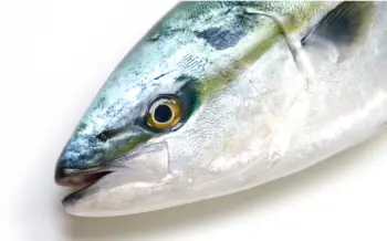 모슬포 대방어 가격 &amp;#44; 효능과 영양성분