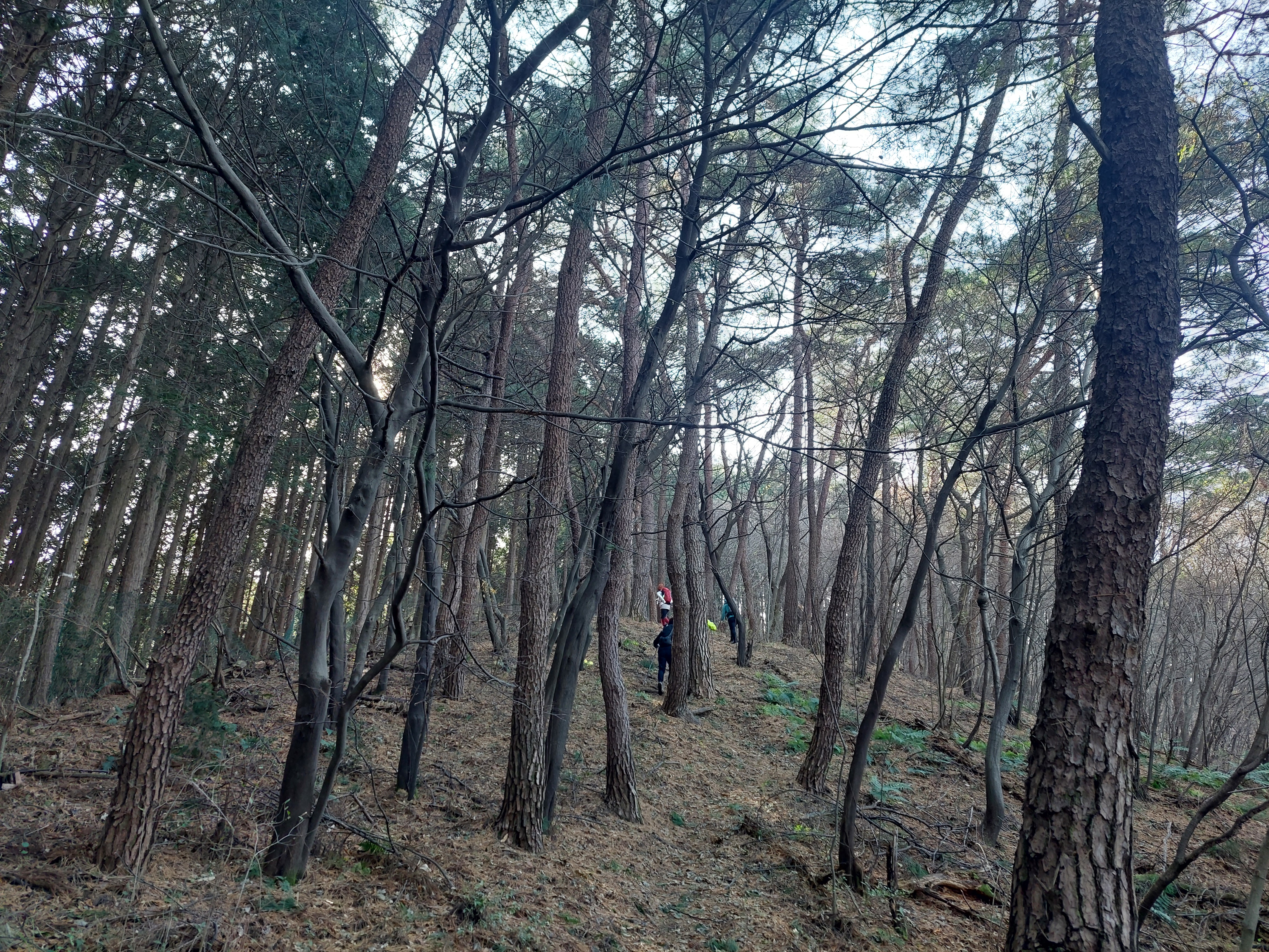 축령산