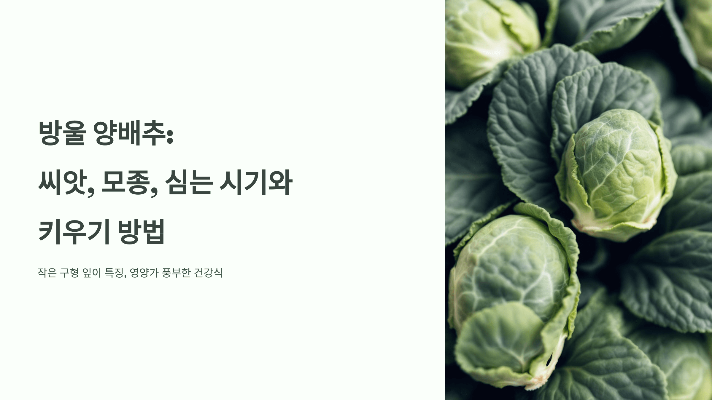 방울양배추 사진입니다.