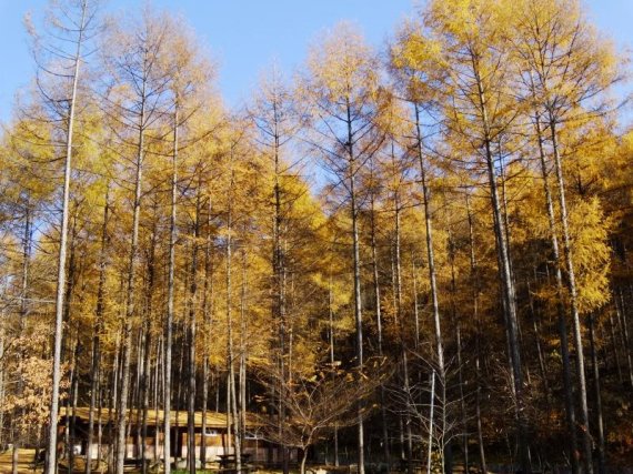 국립자연휴양림