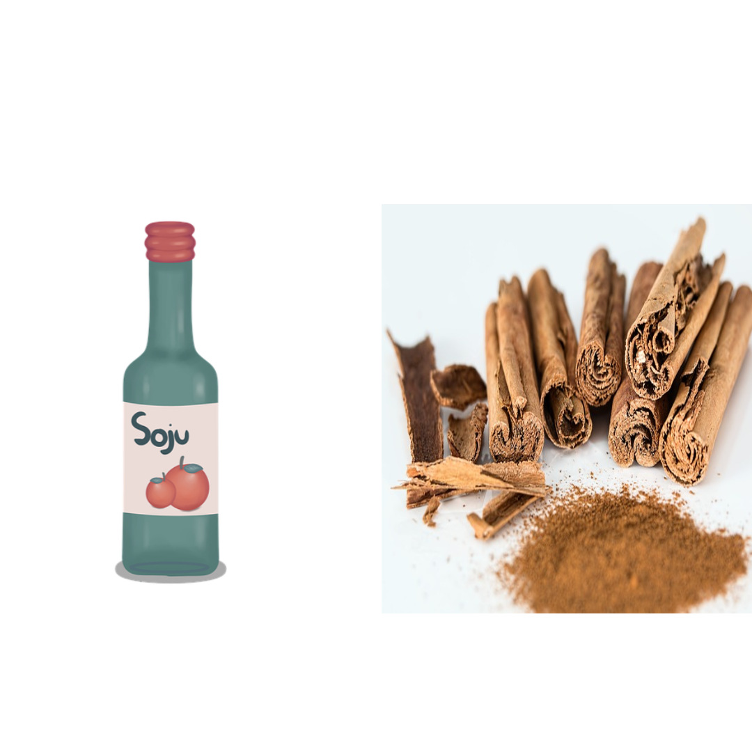 동백 씨앗 싹 틔우기