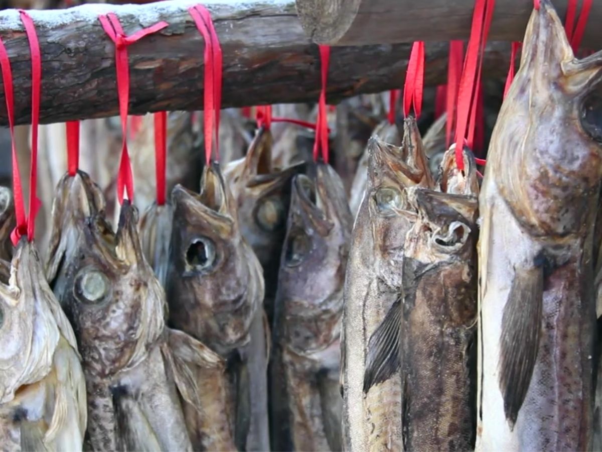 먹태 황태 차이