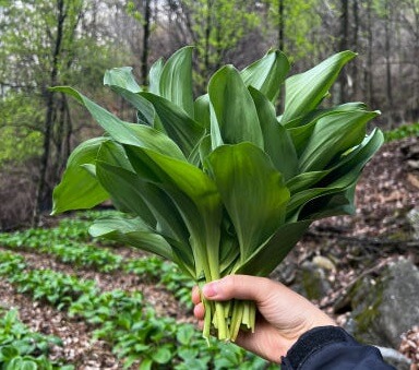 생방송투데이 이 주의 장바구니 강원도 평창 참두릅 365삼 구입 주문방법 산양삼, 오가피순, 명이나물, 고들빼기, 산더덕, 솔순, 도라지, 땅두릅