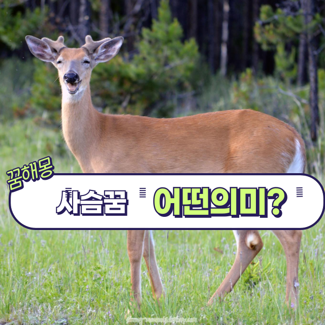 🦌 사슴 꿈 해몽 10가지 – 순수함과 행운, 또는 이별의 신호?