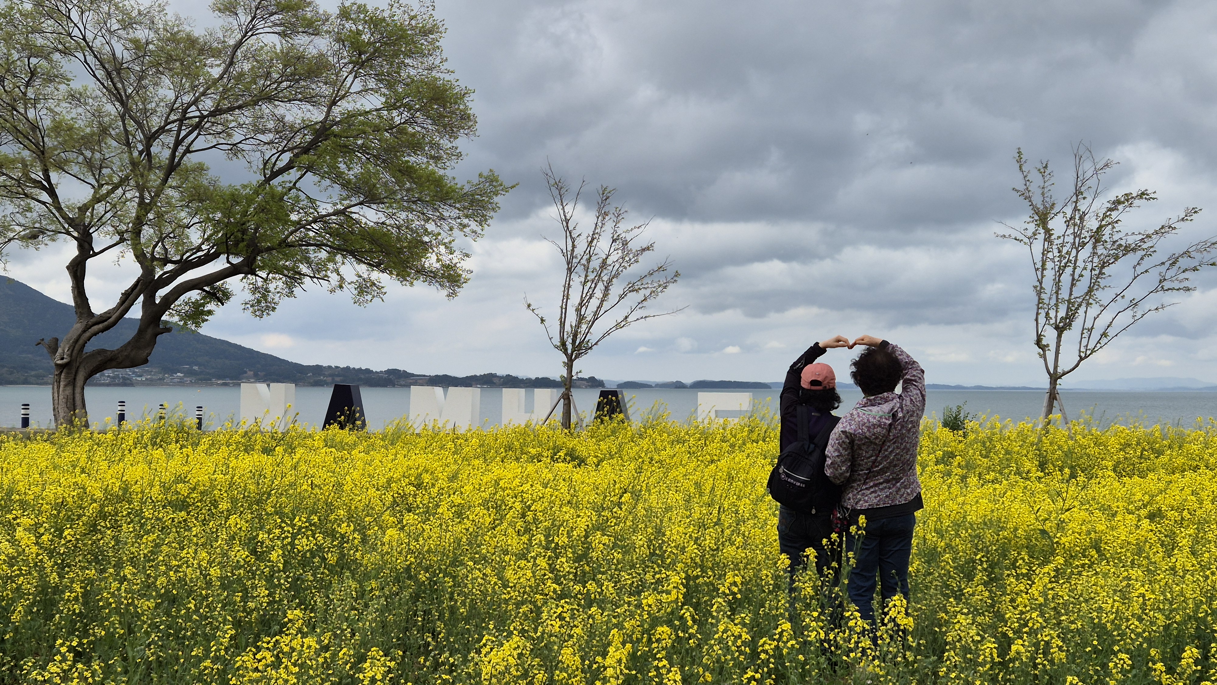 남해 유채꽃 밭 관련 사진