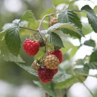 라즈베리 재배 지주 설치 가지 전정 순 지르기_31