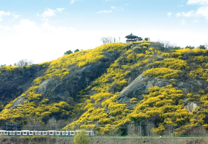 개나리산&amp;#44;응봉산