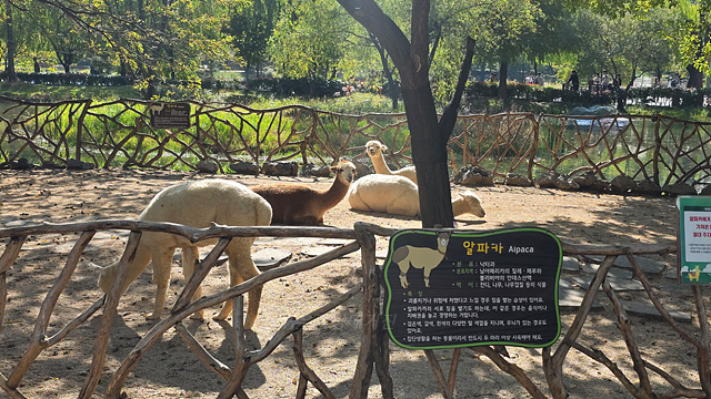 순천만국가정원 어린이 동물원 서문 순천여행 24년 11월 사진