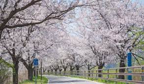 벚꽃개화시기 2024