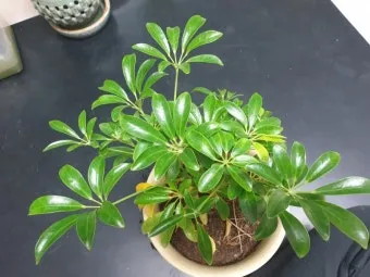 잎닦기 관리 미세먼지제거 광합성도움 우유물사용 주의점_13