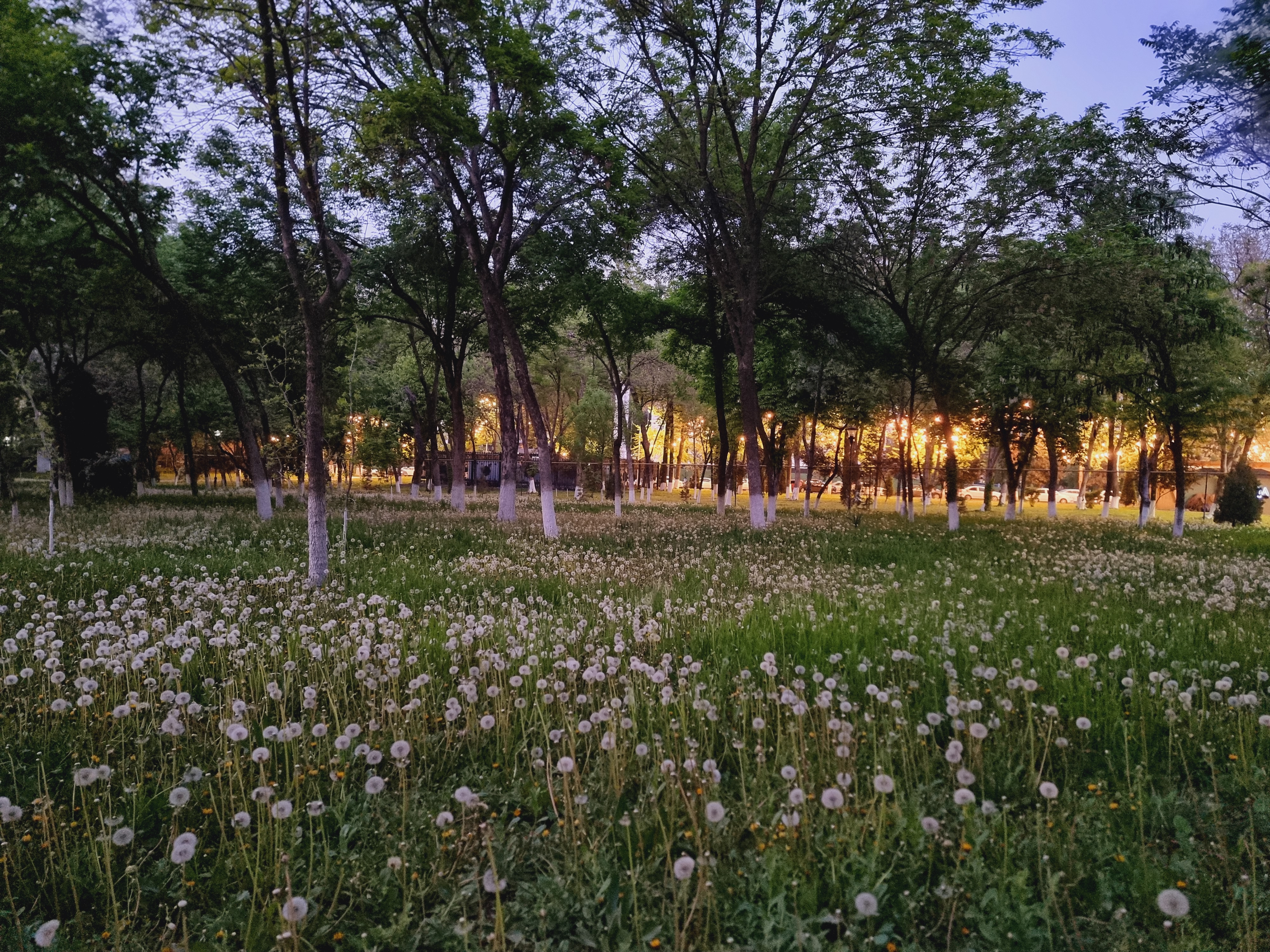 민들레 꽃밭