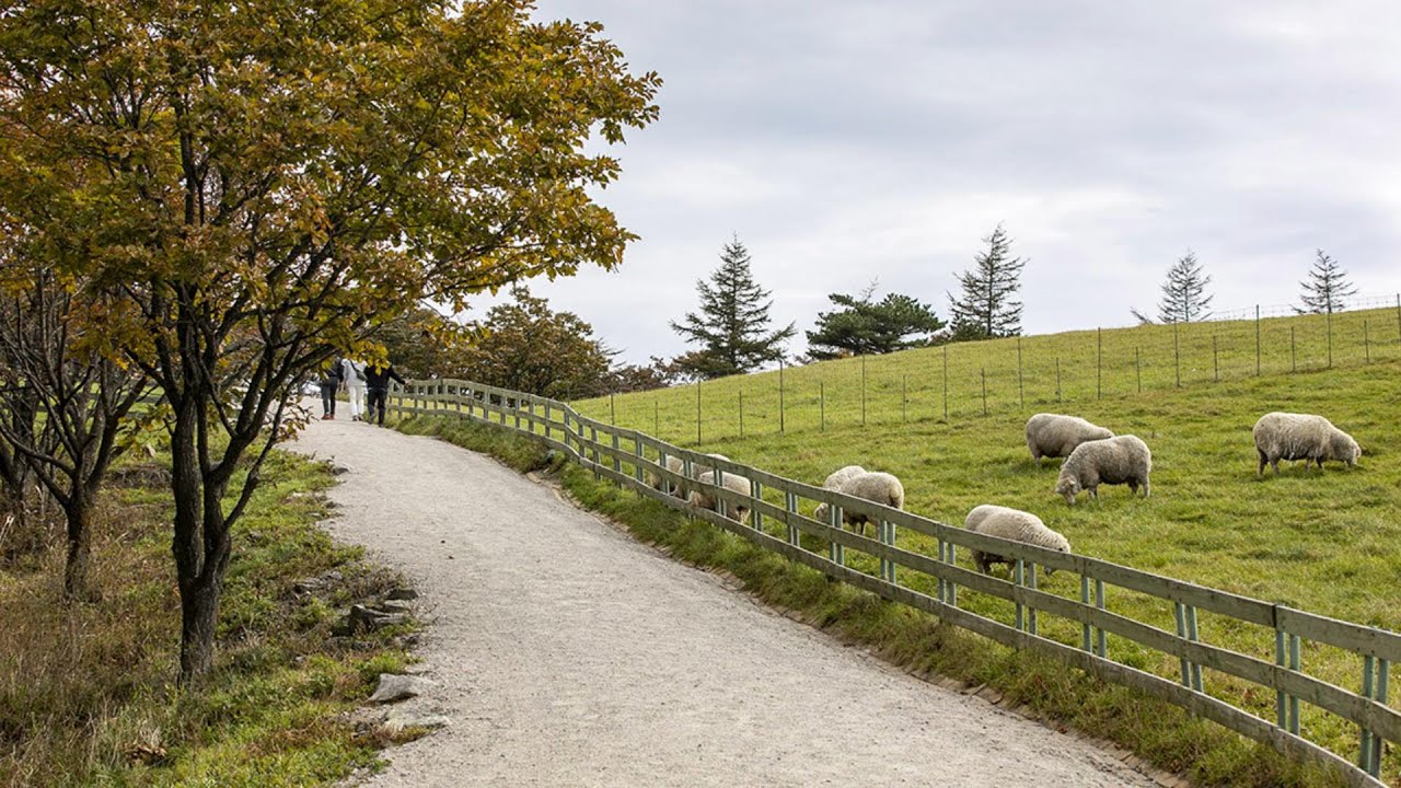 ๋๊ด๋ น ์๋ผ๋ชฉ์ฅ