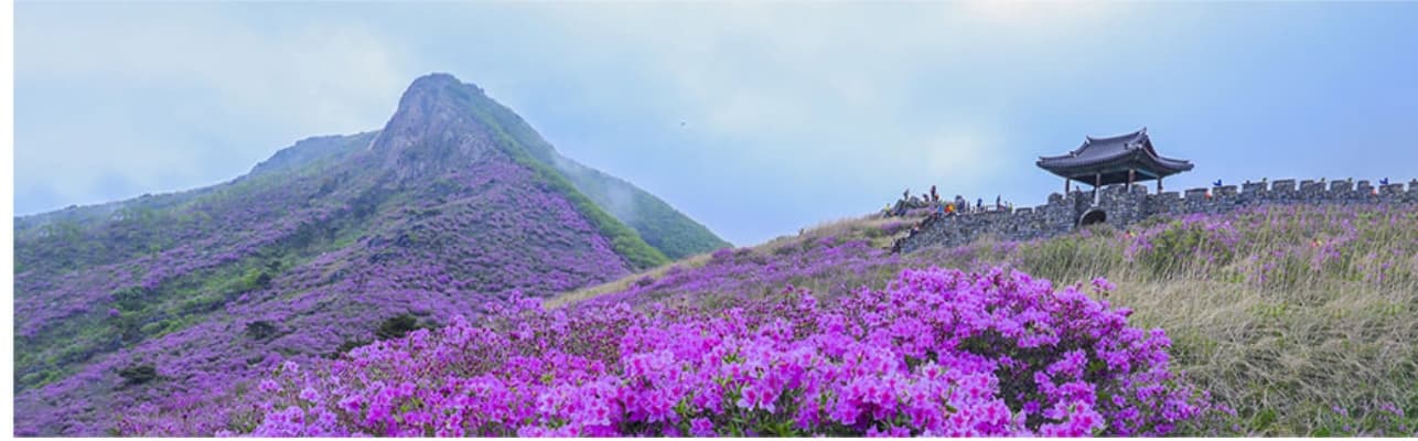 [경남 합천 여행]5월 봄 축제❘황매산 철쭉축제❘기간, 예약 방법, 실시간 개화 현황