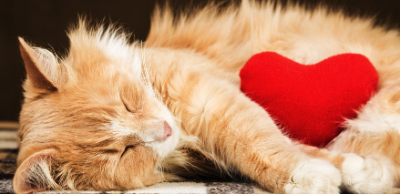 하트 쿠션을 가진 고양이.