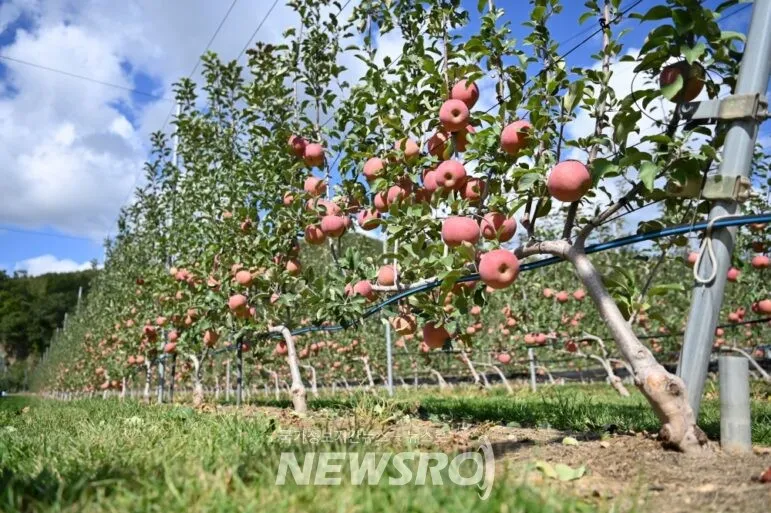 사과 재배 적과 시기 착색 관리 당도 향상_3