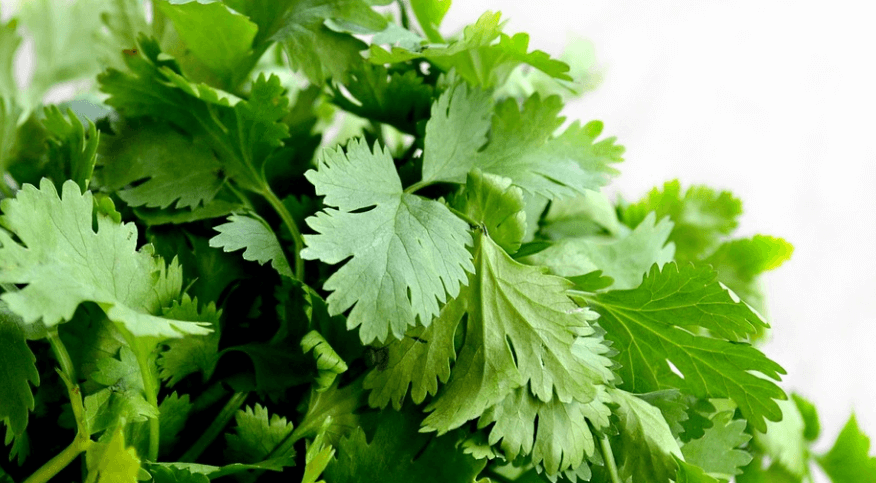 파슬리 효능 - 11
