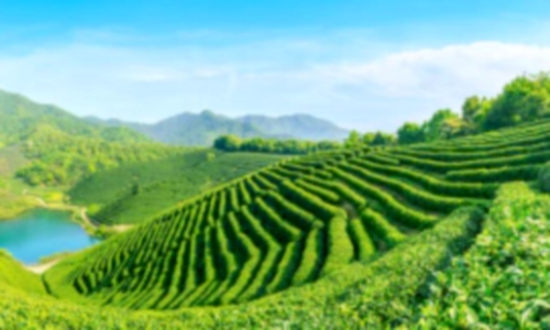 녹차 카페인 함량