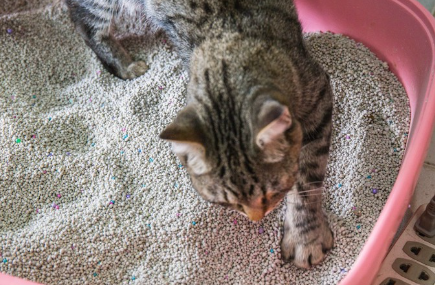 화장실의 모래를 파는 고양이.